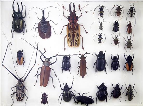 A collectors chest of beetles, mineral and fossil specimens, 3ft 5in.